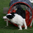 Agility border collie