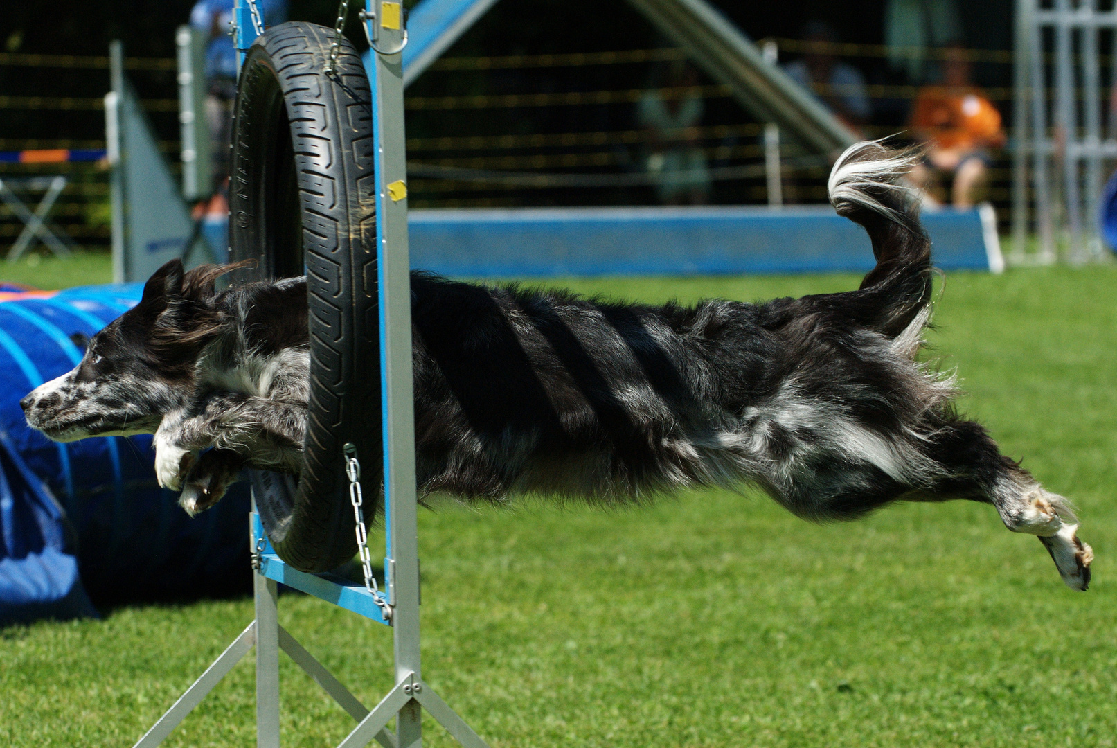 Agility  - Border Collie im Einsatz