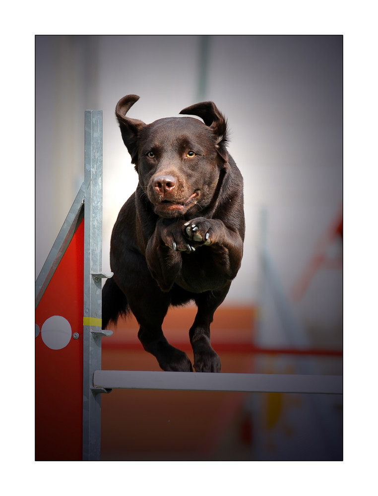 AGILITY DOG........2