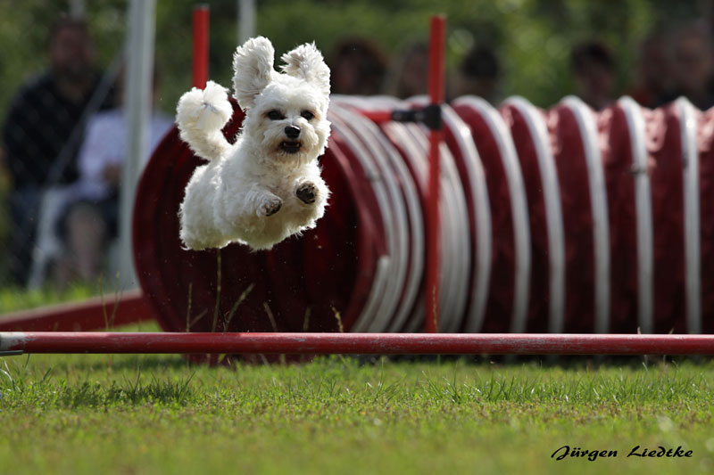 Agility Foto & Bild tiere, haustiere, hunde Bilder auf
