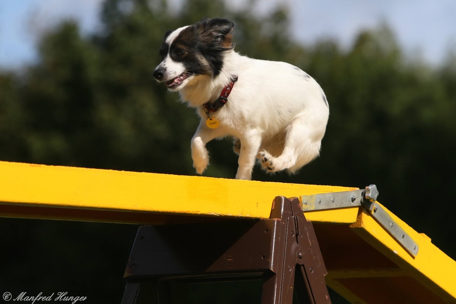 Agility - fast im Fluge übers Hinternis