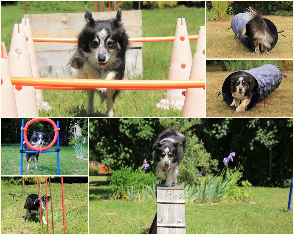 Agility…. Foto & Bild tiere, haustiere, hunde Bilder auf