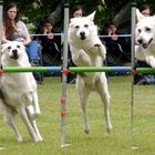 Agility HFW