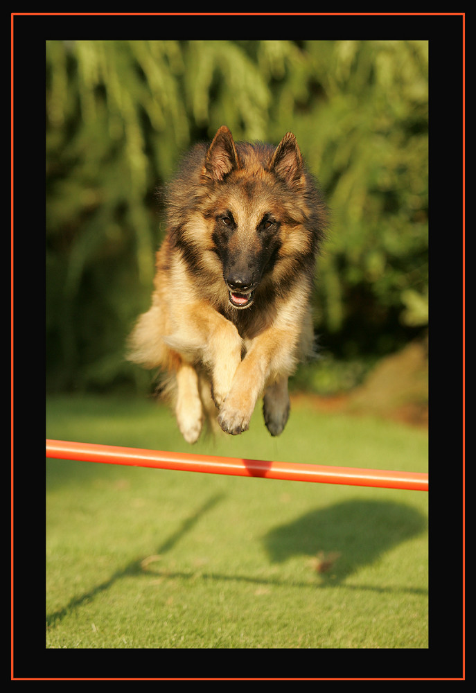 AGILITY @ HOME :o)