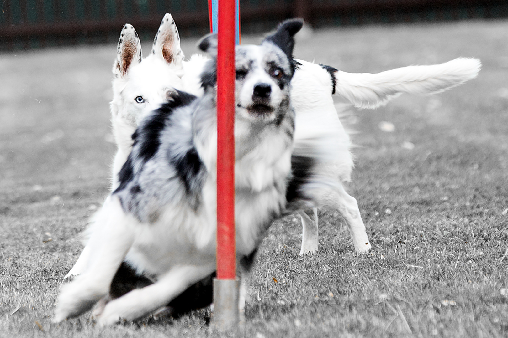 Agility im Doppel