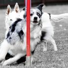 Agility im Doppel