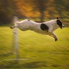 Agility im Herbst