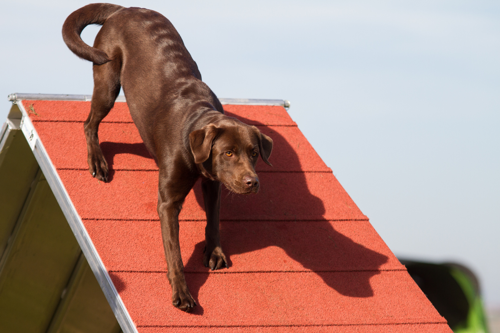 Agility - immer wieder Agility!