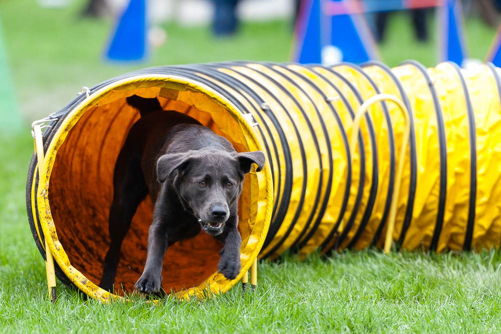 Agility-Impressionen 1