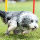 Agility-Impressionen 10