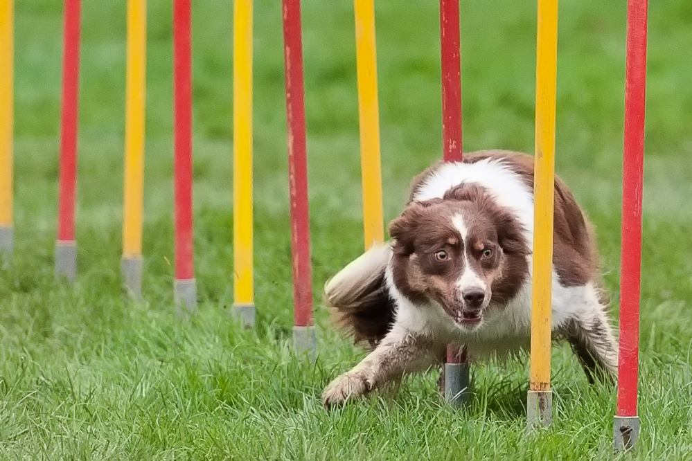 Agility-Impressionen 2