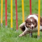 Agility-Impressionen 2