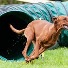 Agility-Impressionen 4