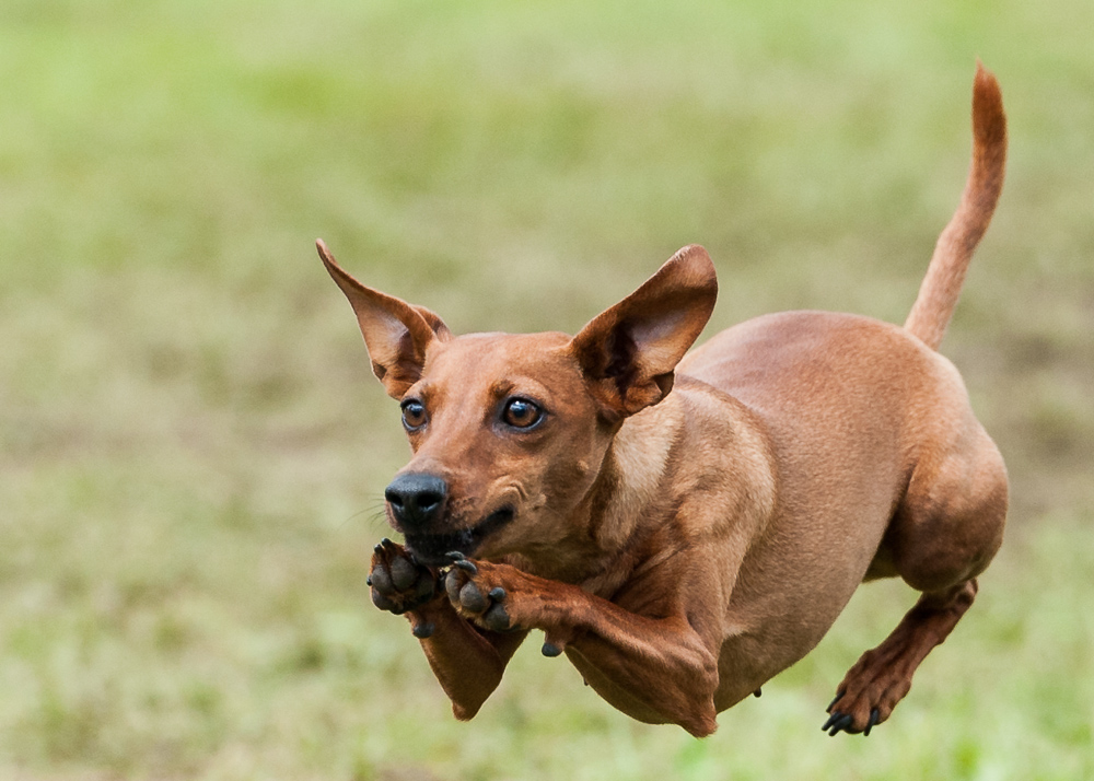 Agility-Impressionen 5