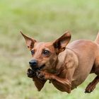 Agility-Impressionen 5