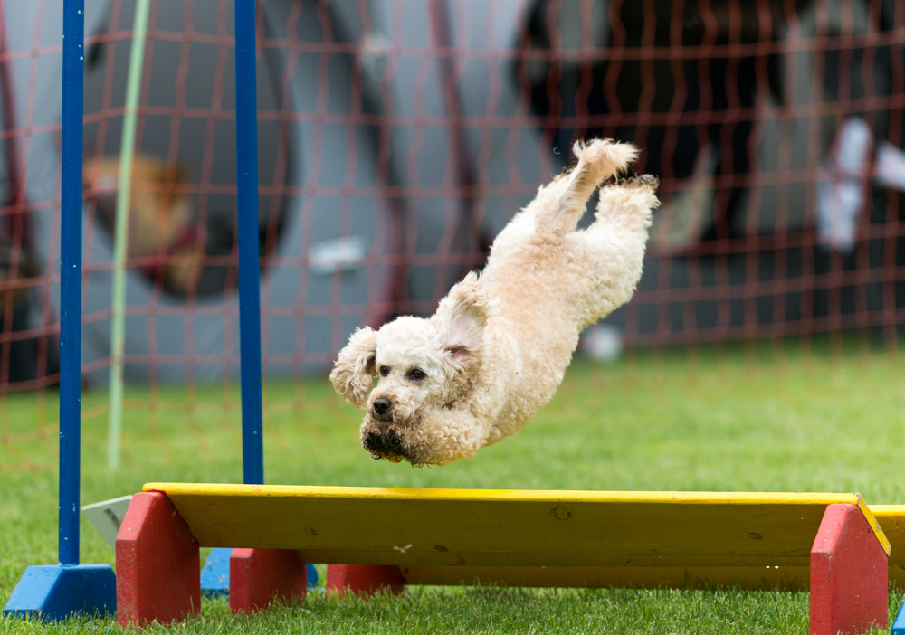 Agility-Impressionen 6