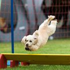 Agility-Impressionen 6