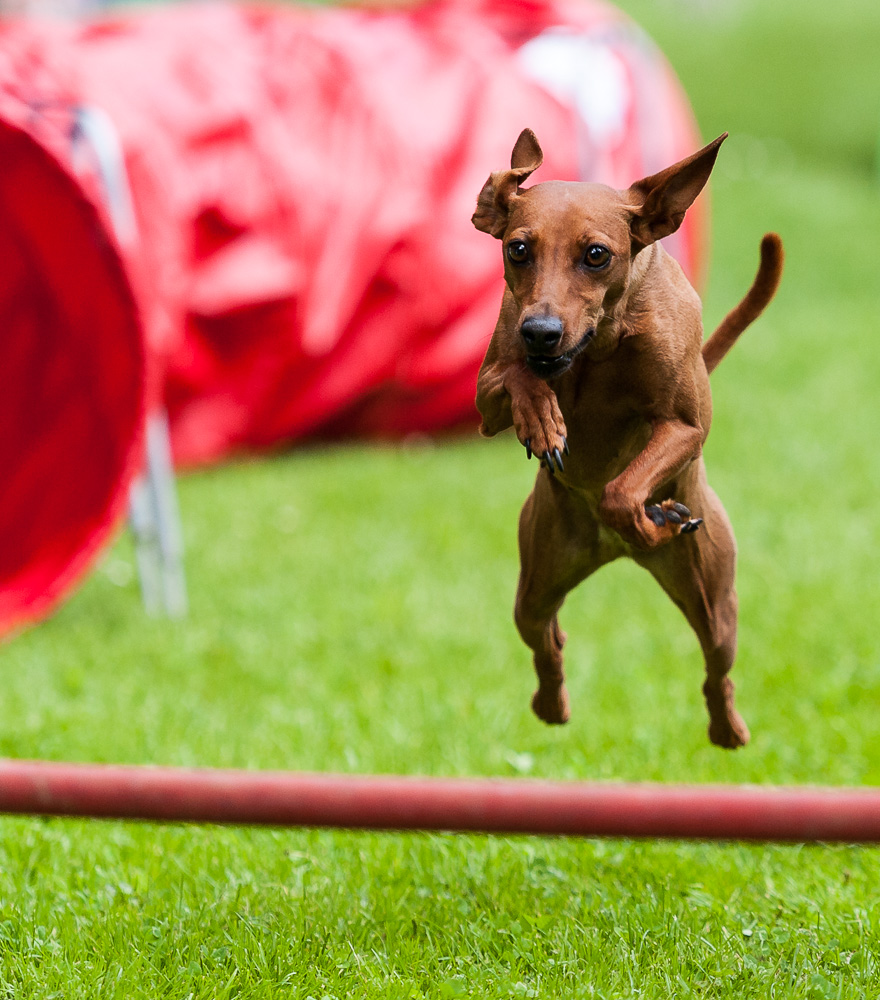 Agility-Impressionen 7