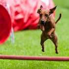 Agility-Impressionen 7