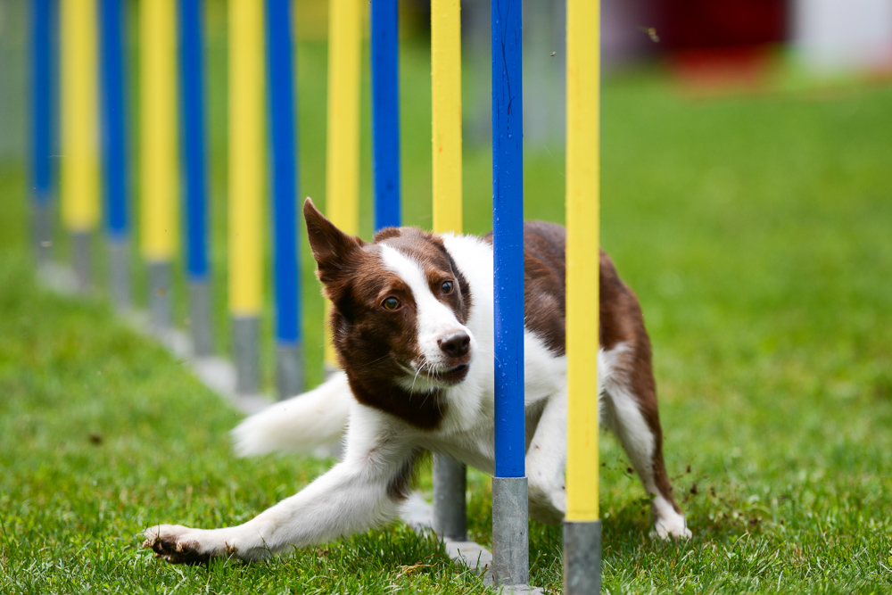 Agility-Impressionen 8