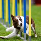 Agility-Impressionen 8