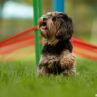 Agility in den Anfängen