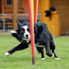 Agility is fun