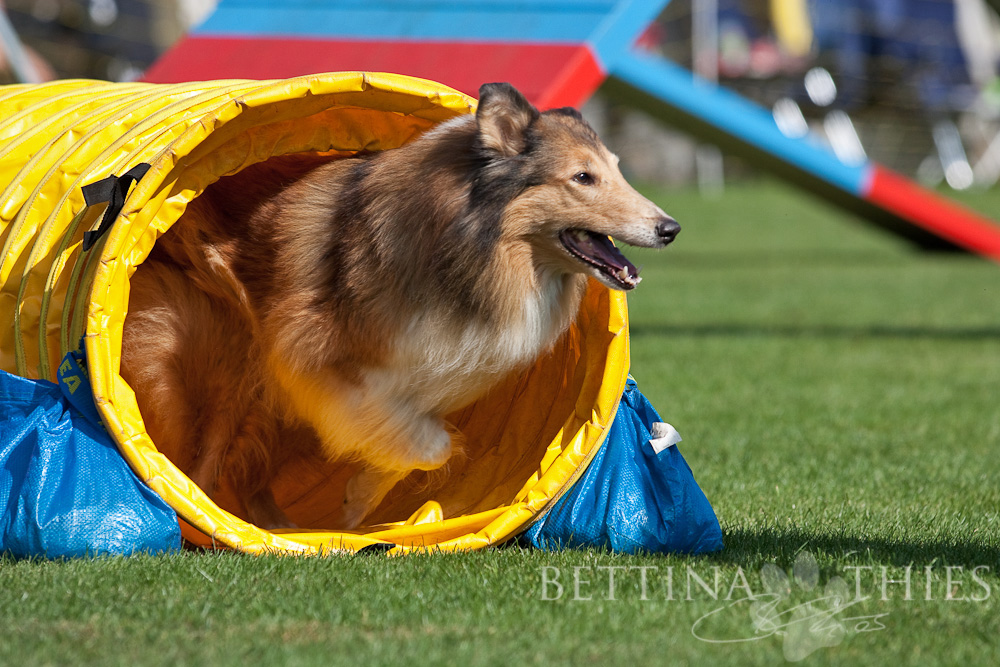 *** AGILITY IS FUN ***