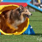 *** AGILITY IS FUN ***