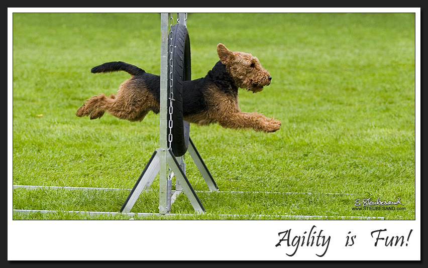 Agility is FUN!