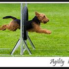 Agility is FUN!