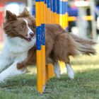 Agility IV