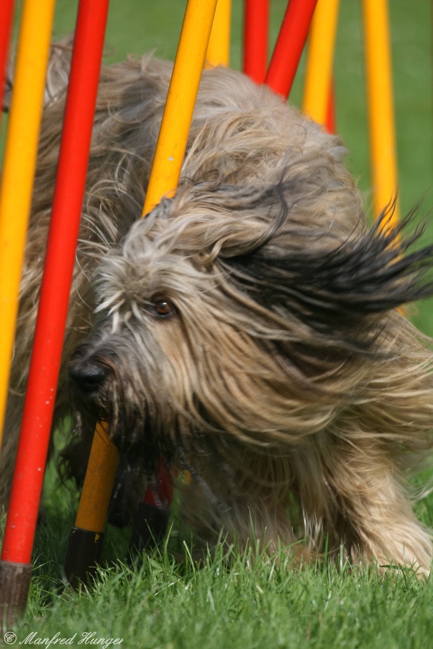 Agility - Mit Tempo durch die Slalomstangen