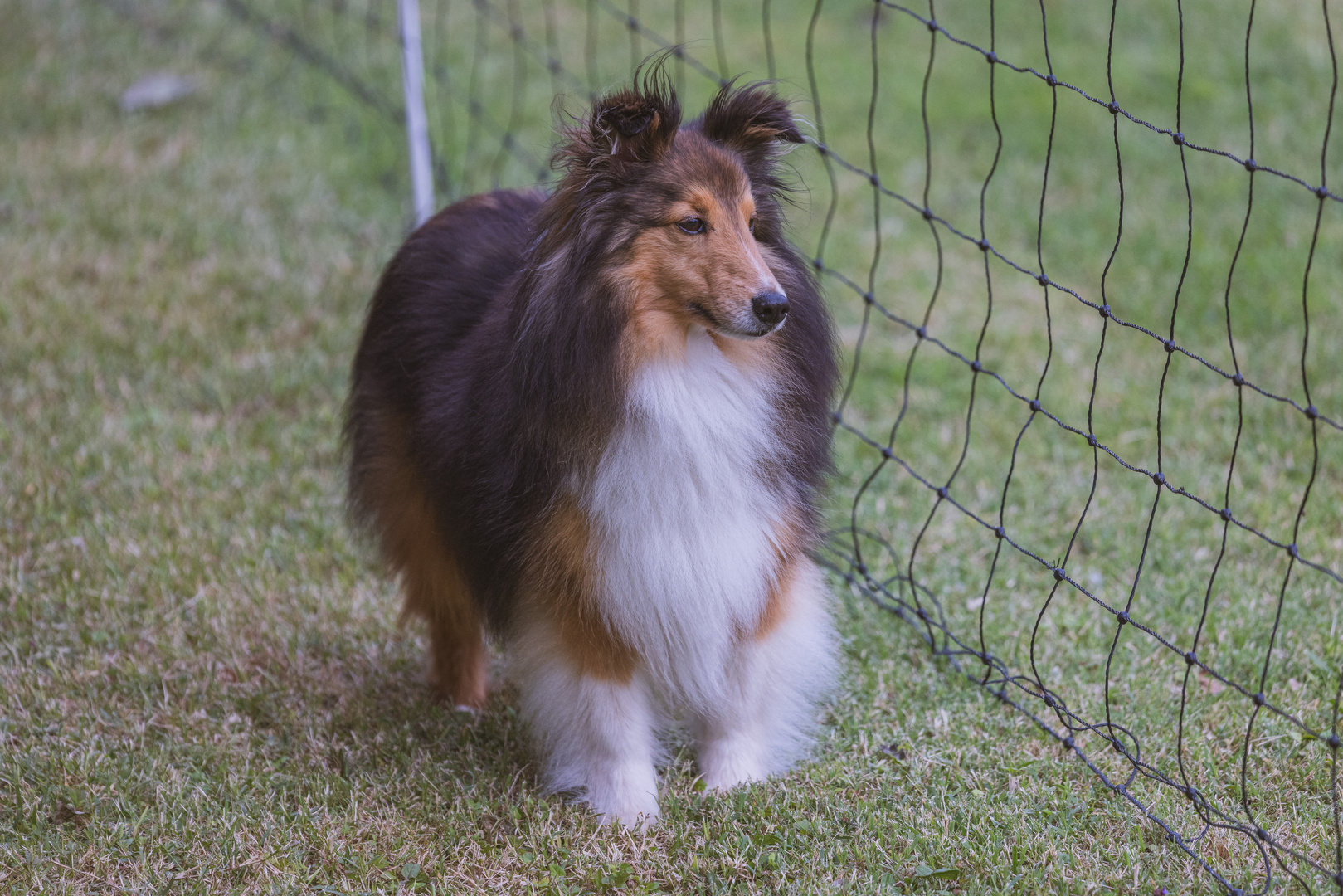 Agility Mutterstadt