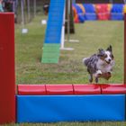 Agility Mutterstadt