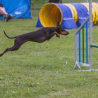 Agility Mutterstadt