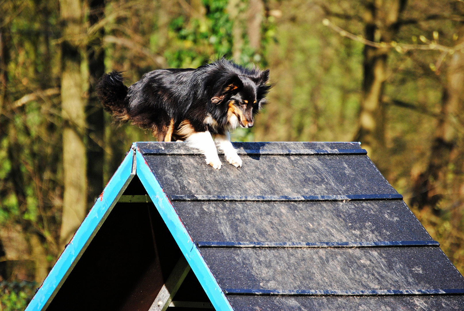 Agility-Sheltie