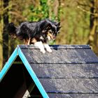 Agility-Sheltie