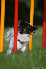 Agility - Slalom