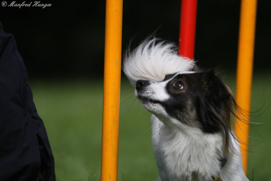 Agility - Slalomtaining (3)