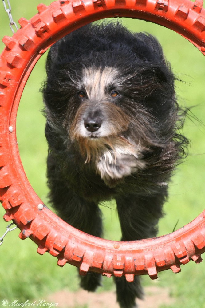 Agility - Sprüng durch den Reifen (7)