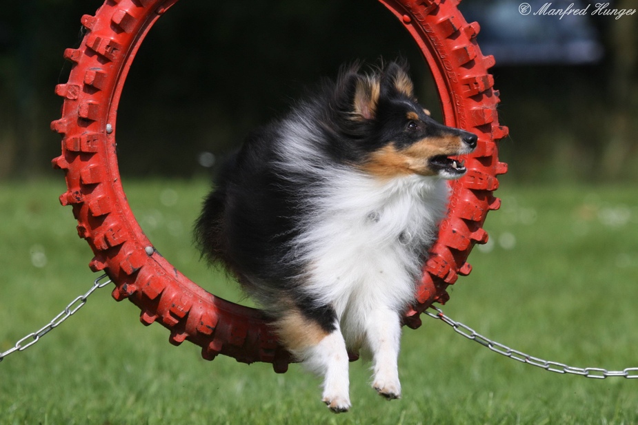 Agility - Sprung durch den Reifen (1)