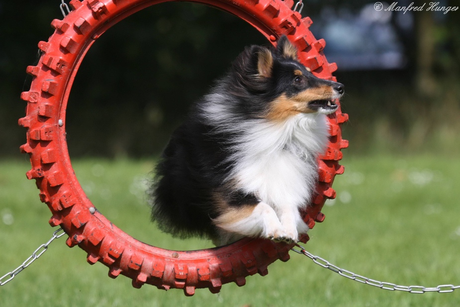 Agility - Sprung durch den Reifen (2)