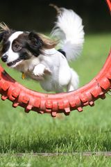 Agility - Sprung durch den Reifen (3)