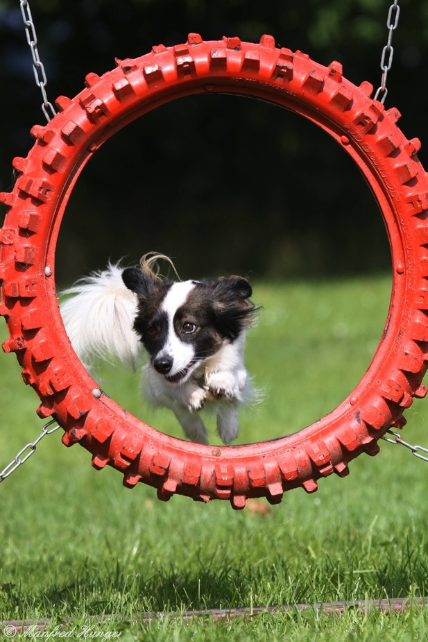 Agility - Sprung durch den Reifen (4)