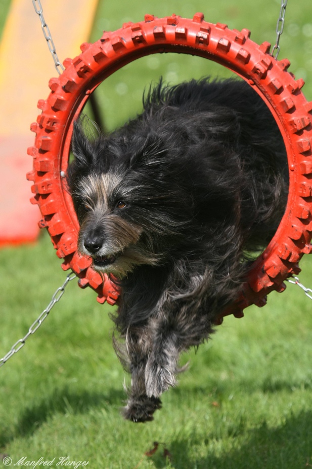 Agility - Sprung durch den Reifen (5)