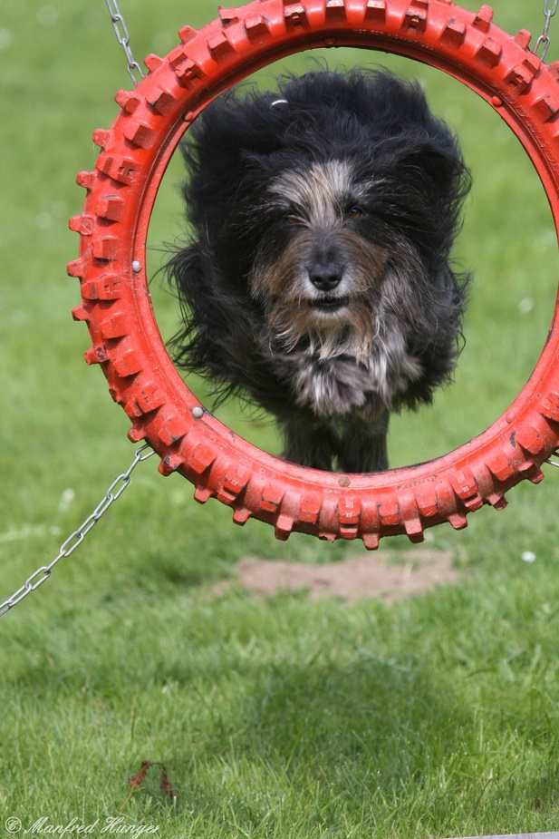 Agility - Sprung durch den Reifen (6)