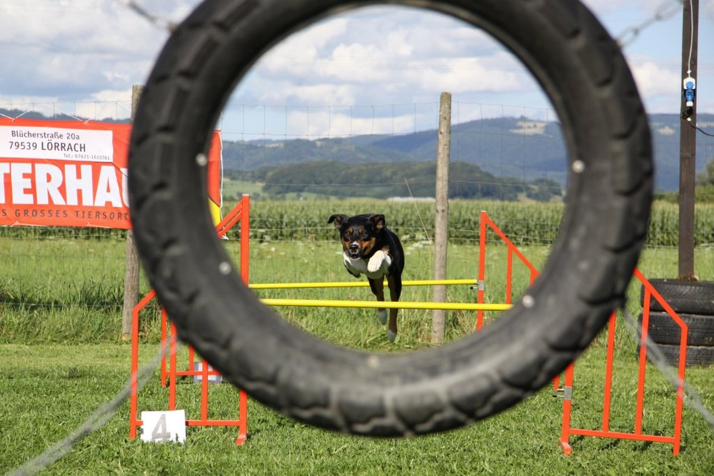 Agility Training