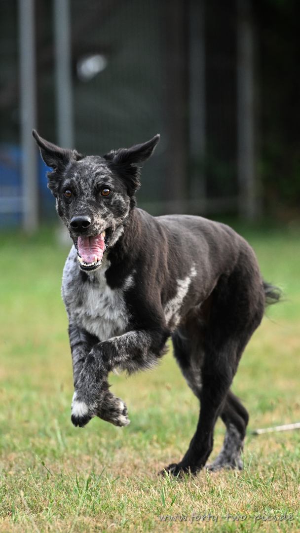 Agility Training