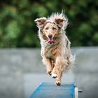 Agility-Training 